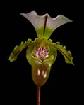 Paph. spicerianum